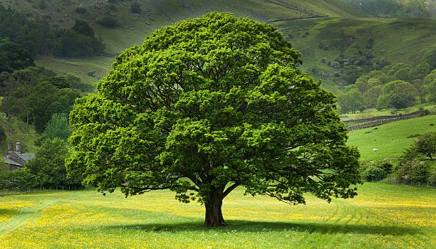 How To Get Rid Of Oak Worms Naturally