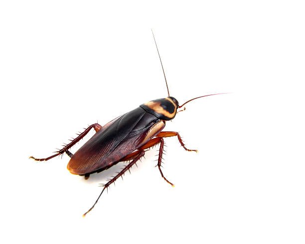 How Long Can A Cockroach Survive Underwater?: Our Focus 3 How Long Can A Cockroach Survive Underwater
