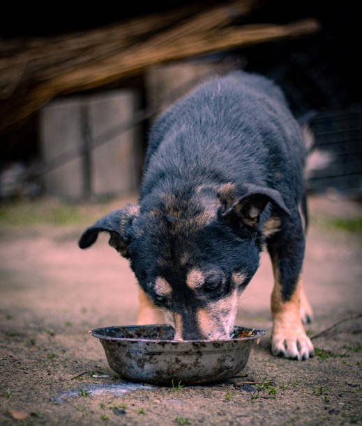 Diamond Maintenance Dog Food For Rottweiler