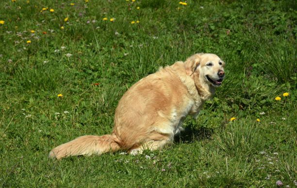 Why Is Your Adult Dog Suddenly Passing Stool So Much
