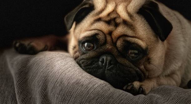 Dogs with Wrinkles