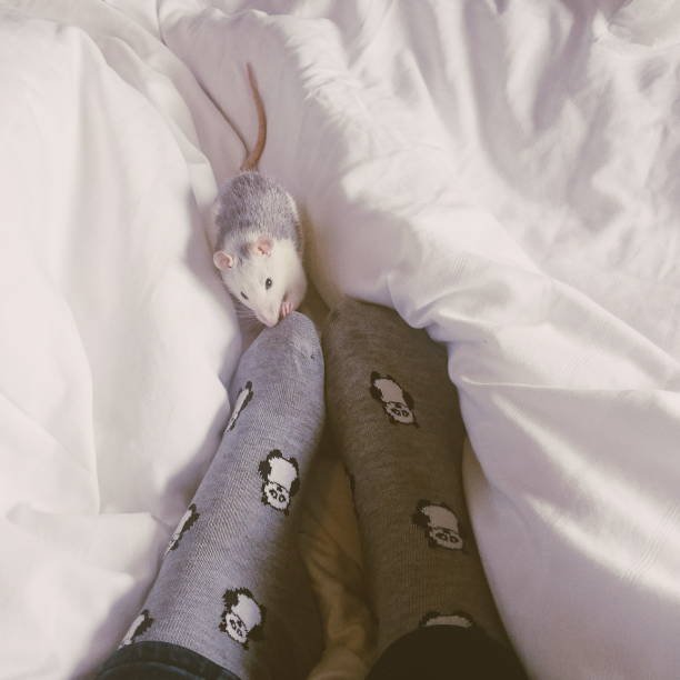 How To Keep Mice Away From Your Bed In 20 Effective Ways 2 How To Keep Mice Away From Your Bed