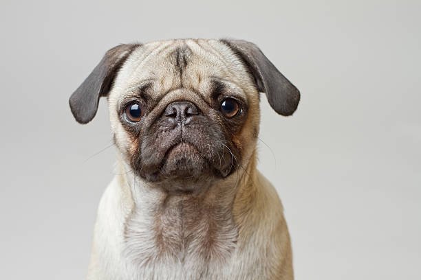Discover The Top 10 Dogs with Wrinkles 4 Dogs with Wrinkles