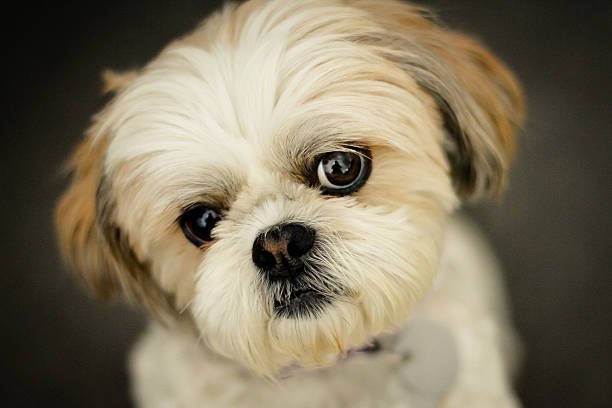 Shih Tzu Puppies RI