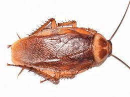 How To Get Rid Of Tucson Cockroaches In Summer Months 4 Tucson Cockroaches