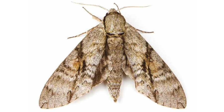Why Do Moths Have Dust