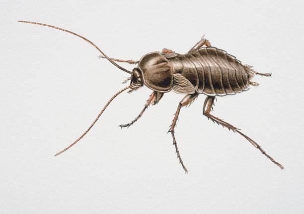 How Long Can A Cockroach Survive Underwater?: Our Focus 4 How Long Can A Cockroach Survive Underwater