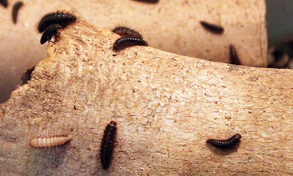 How To Care For Dermestid Beetles