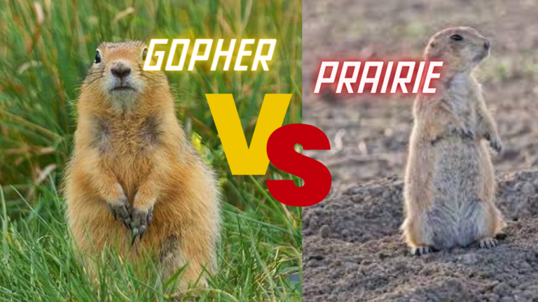 Prairie Dog vs Gopher