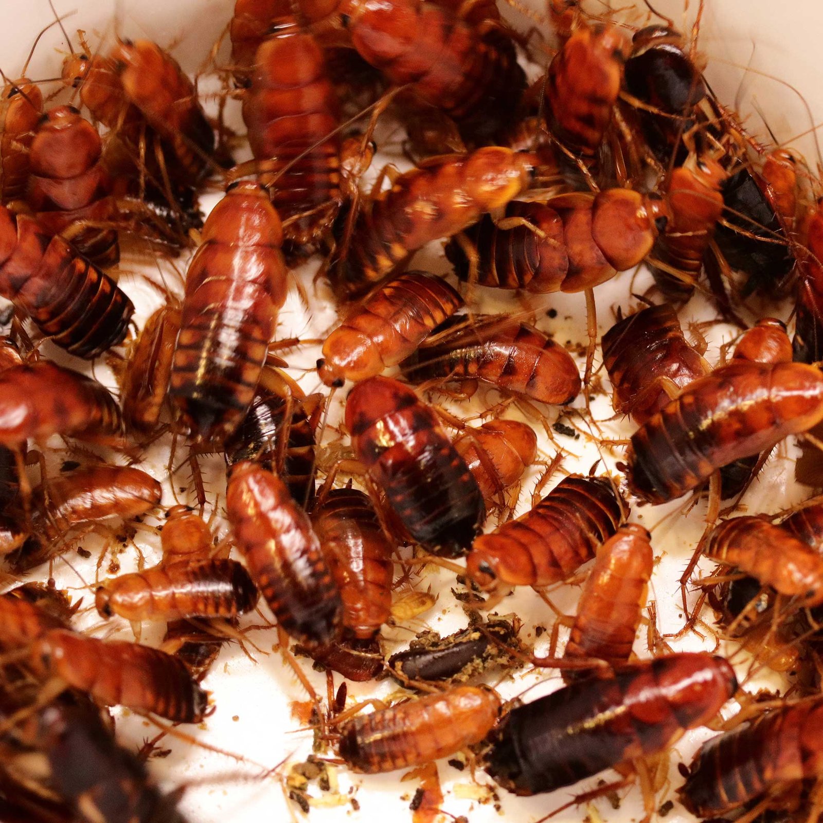 Tucson Cockroaches