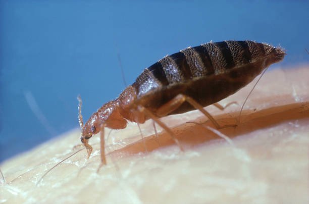Can Bed Bugs Stay In Your Hair?: Bugs VS The Human Hair 2 Can Bed Bugs Stay In Your Hair