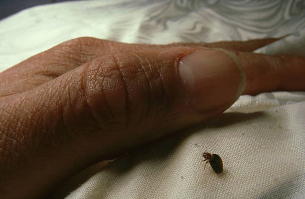 Dream Dictionary Bed Bugs: The Spiritual Meaning Of Bed Bugs Explained 2 Dream Dictionary Bed Bugs
