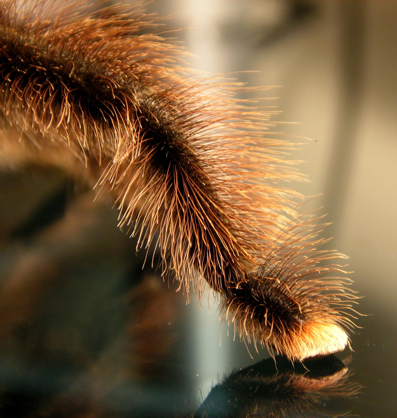 Pink Toe wiki2