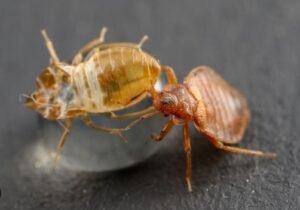 Bed Bug Cast Skin: How Does It Benefit Humans? | Pestclue
