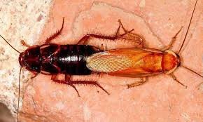 Turkestan Cockroach In House: Why Do They Enter? 2 Turkestan Cockroach In House