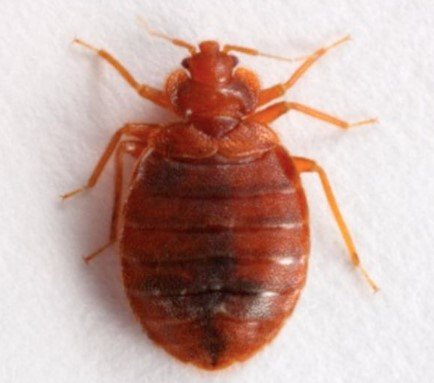 Pregnant Bed Bug