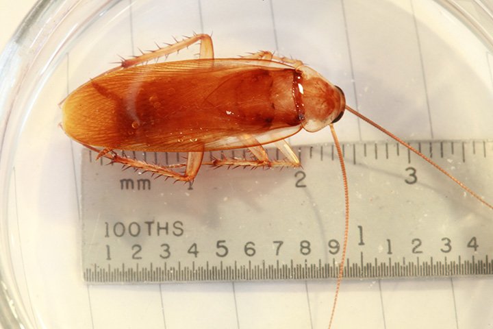 Turkestan Cockroach In House