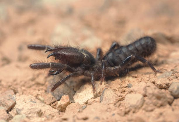 Camel Spiders in Las Vegas