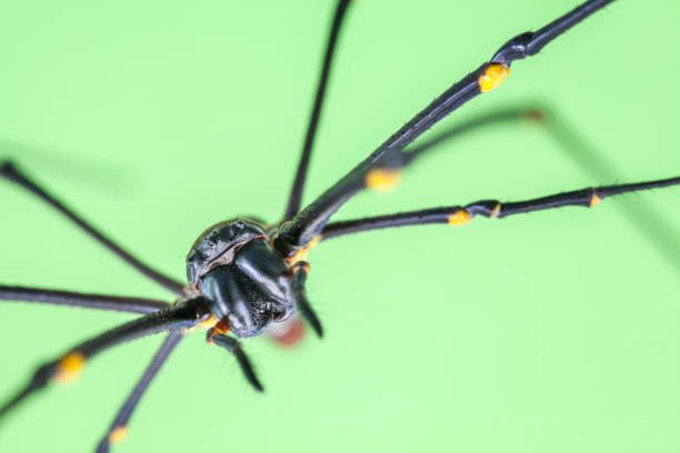 Orb Weaver Spiders In Iowa
