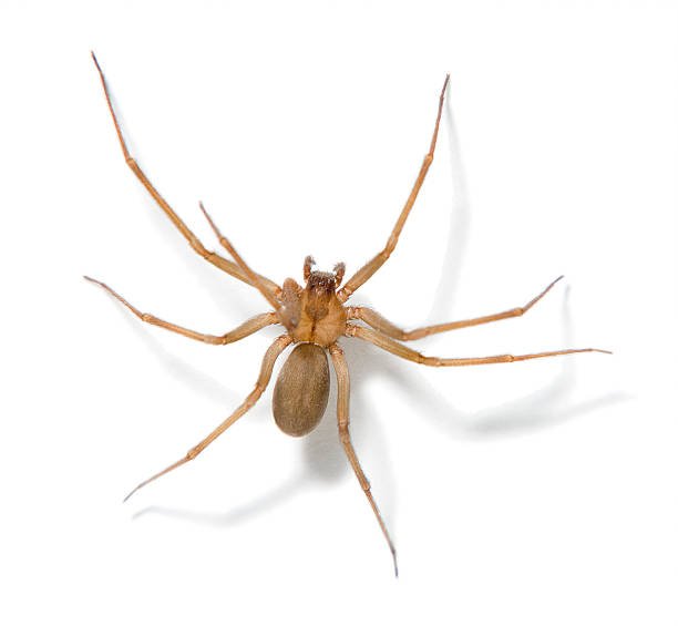 Recluse Spiders in Arizona: Identification, Behavior & Prevention Tips 2 Recluse Spiders in Arizona