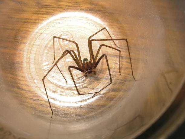 Recluse Spiders in Arizona