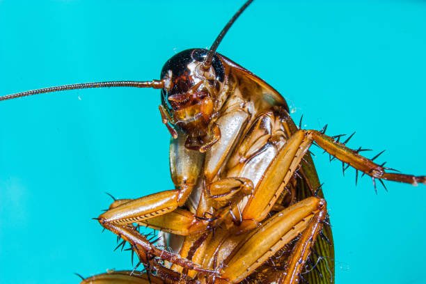 Roaches in Virginia