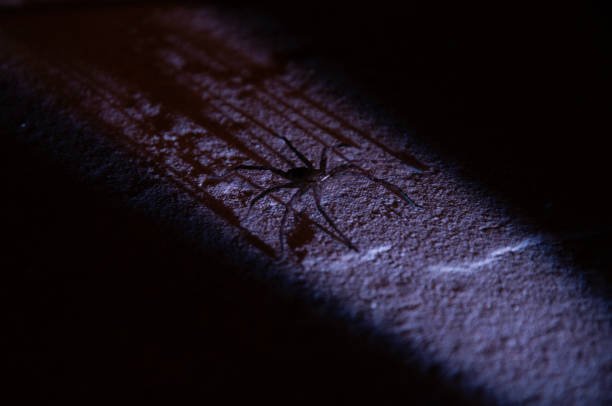 Summer Bugs In House