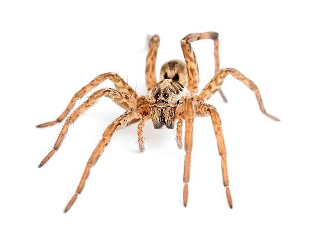 Wolf Spider Washington State