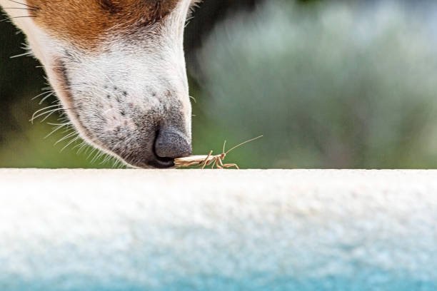 Are Praying Mantis Dangerous To Dogs