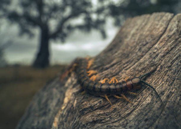 Centipedes In Virginia