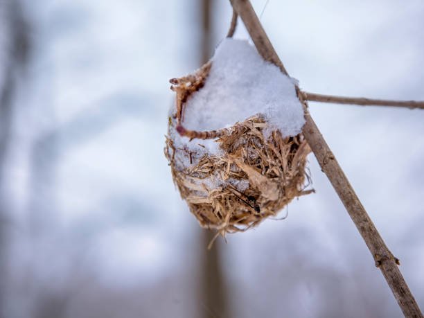 Removing Wasp Nest In Winter
