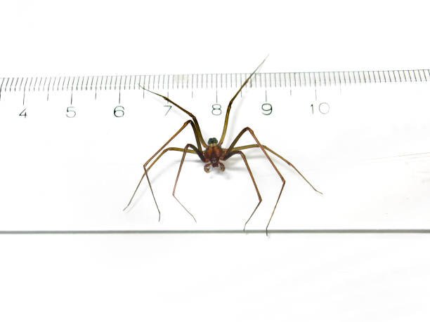 Small Brown Spider Texas