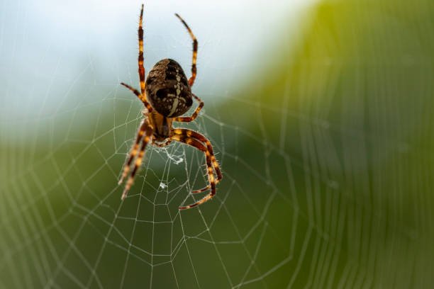 Do Spiders Feed On Bed Bugs?: The Alternative Bed Bug Exterminator 6 Do Spiders Feed On Bed Bugs