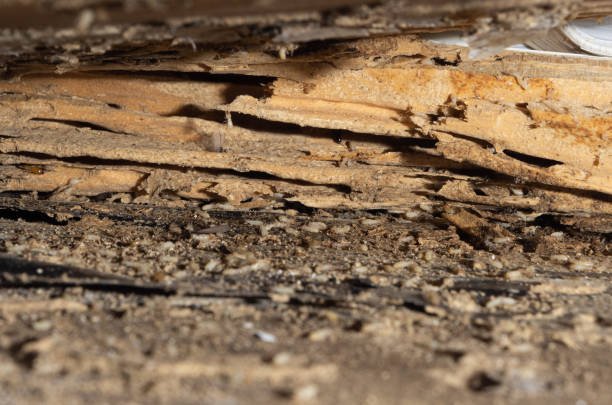 What Attracts Scorpions?: Top 3 Things To Watch Out For 3 What Attracts Scorpions