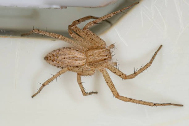 Do Spiders Feed On Bed Bugs?: The Alternative Bed Bug Exterminator 4 Do Spiders Feed On Bed Bugs
