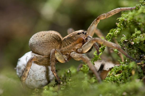 Iowa Wolf Spider