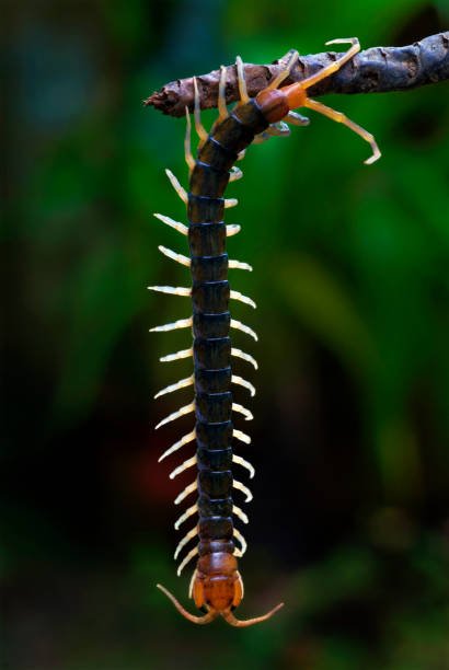 Are Centipedes In Colorado Poisonous