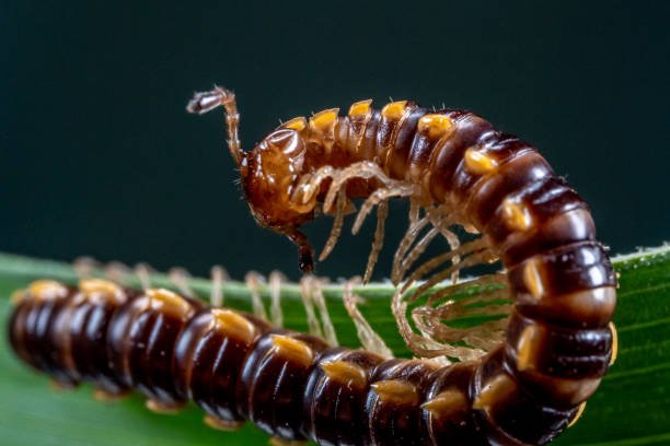 Centipedes In Oklahoma