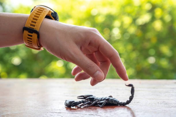 Poisonous Scorpions In Georgia