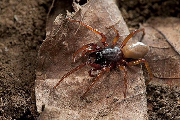 Red Spiders In Washington State