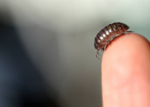 Sow Bugs Extermination Services