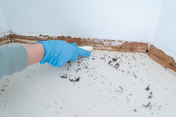Termite Barriers For Existing Homes