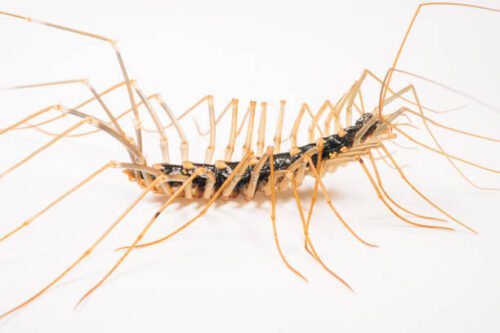 Centipedes In Oklahoma: Top Most Common Centipedes In The State | Pestclue