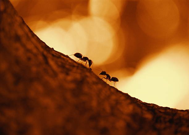 Ant Species In Arizona