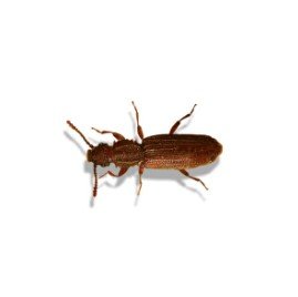 Flat Grain Beetle