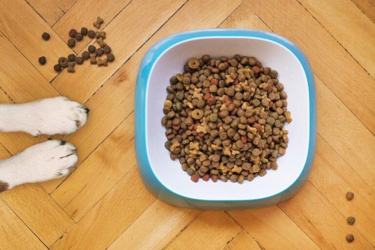 Allergies and Dog Food