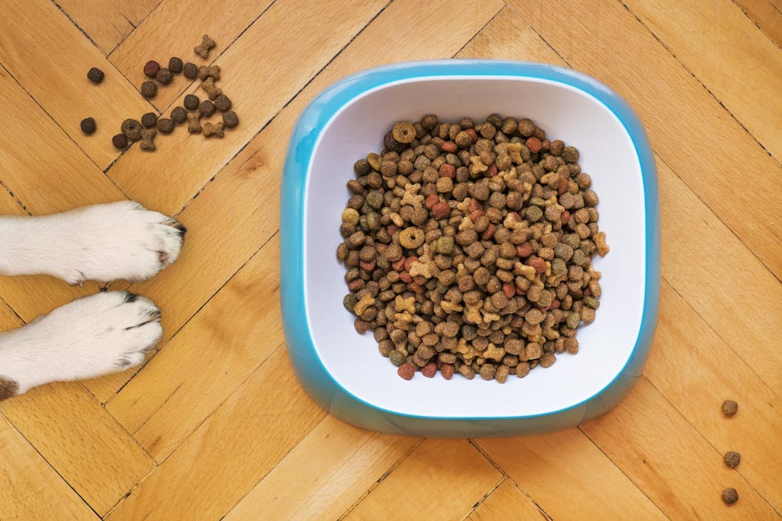 Allergies and Dog Food