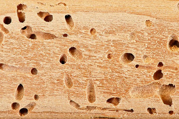 Why Do Flying Termites Suddenly Appear