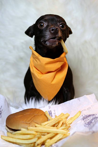 Can Dogs Eat Sweet Potato Fries