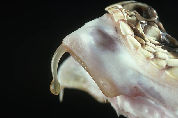 Most Venomous Mammals